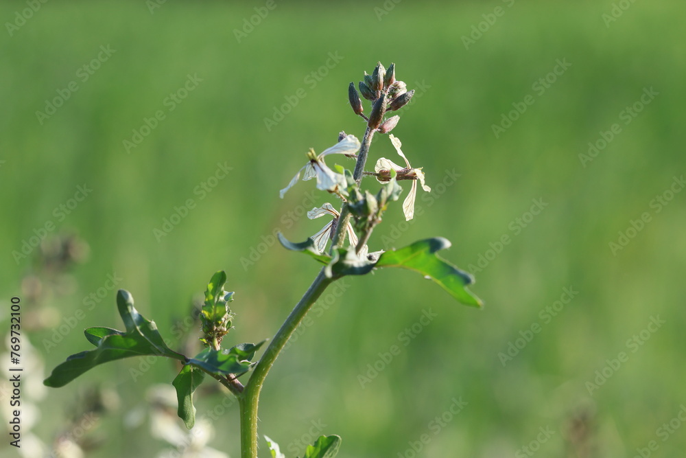 Naklejka premium blooms of rocket plant in spring