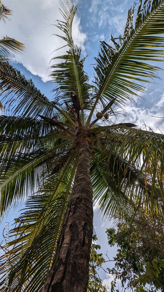 Obraz premium REMIRE-MONTJOLY (Guyane)