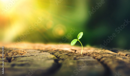 New Life concept with seedling growing sprout  tree . business development symbolic. A strong seedling growing in the stumps. Concept of building a future focus on new life. hope  freedom  life.
