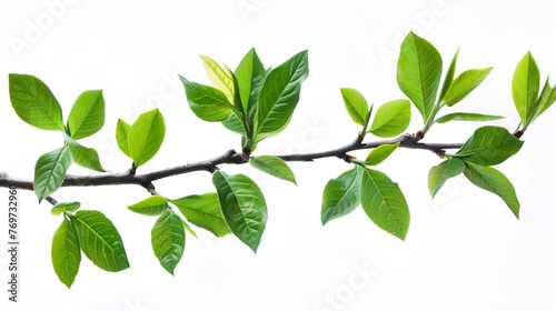 Fresh green leaves on a branch cut out, generative Ai