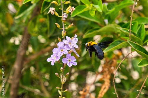 Macro shot of a carpenter bee hovering near duranta erecta flowers