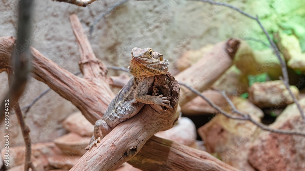 Central bearded dragon perched on a branch in the natural environment Central bearded dragon perched on a branch in the natural environment