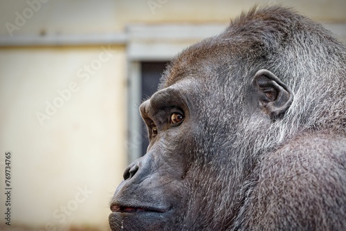 Close-up shot of a gorilla in a zoo