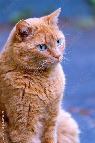 Portrait of an adorable orange cat with blue eyes outdoors