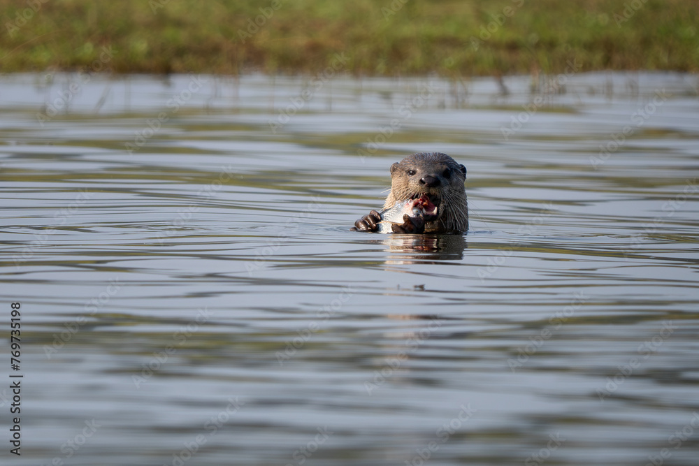 Fototapeta premium Smooth-coated Otter - Lutrogale perspicillata, fresh water otter from South and Southeast Asian lakes and marshes, Nagarahole Tiger Reserve, India.