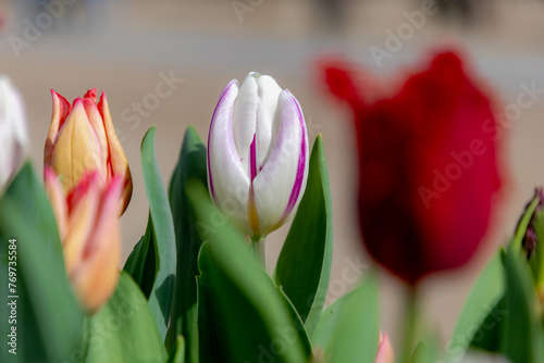 Selective focus multicolor of tulip flowers in the garden with green leaves, Tulips from a genus of spring-blooming perennial herbaceous bulbiferous geophytes, Nature floral background, Netherlands. photo