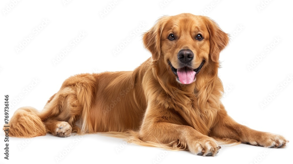 relaxing golden retriever dog on white background.