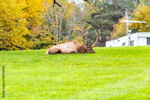 Majestic elk in an open grassland with its impressive antlers in Benezette, Pennsylvania photo