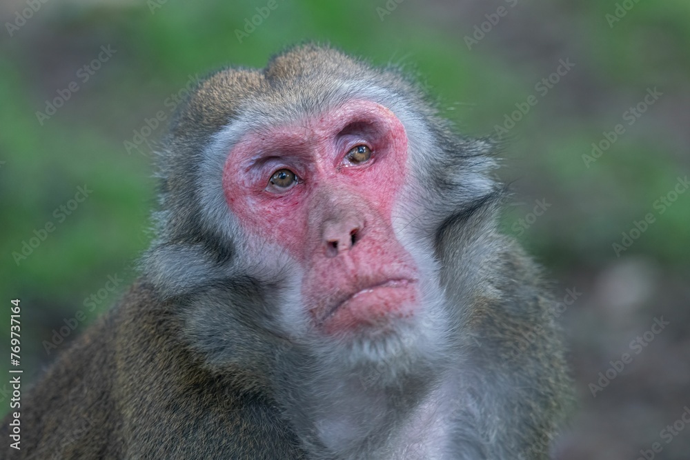 Closeup shot of a curious red macaque monkey looking to the side Closeup shot of a curious red macaque monkey looking to the side