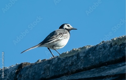 Low angle shot of a wagtail bird perched on a roof