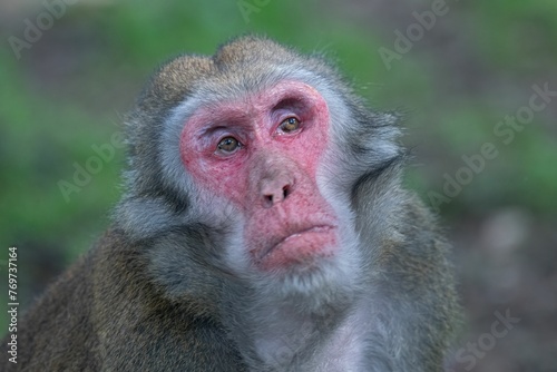 Closeup shot of a curious red macaque monkey looking to the side