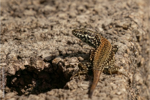 Closeup shot of a spotted brown lizard on a rocky surface