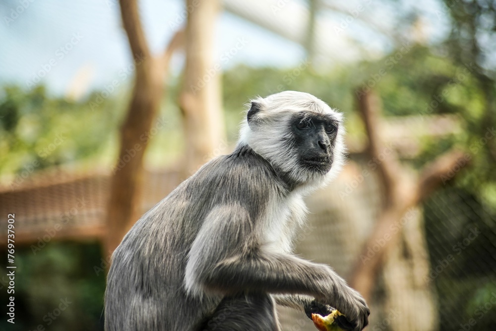 Langoor or Langur Monkey eating fruit in a zoo enclosure