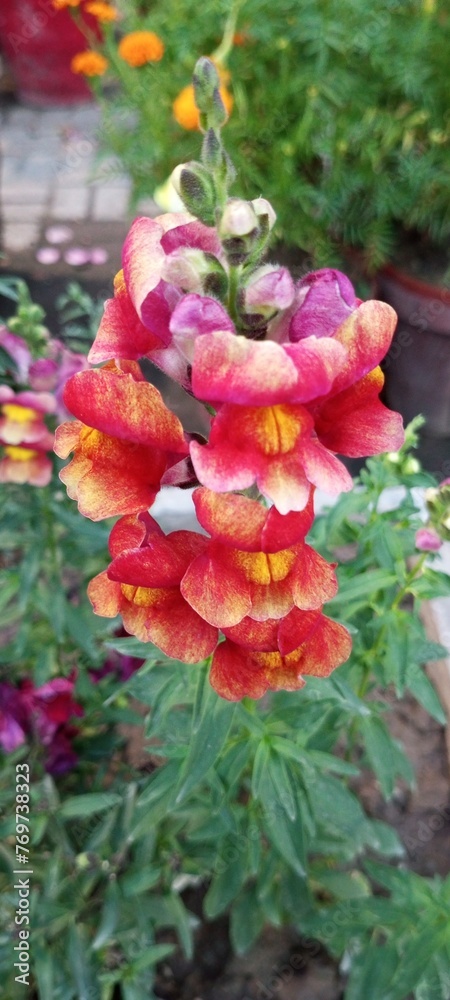 Reddish orange flowers with green leaves🌿