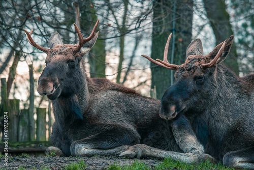 two elk sitting in front of trees with antlers on their heads