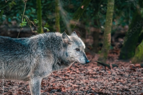 an image of a wolf in the woods of a forest