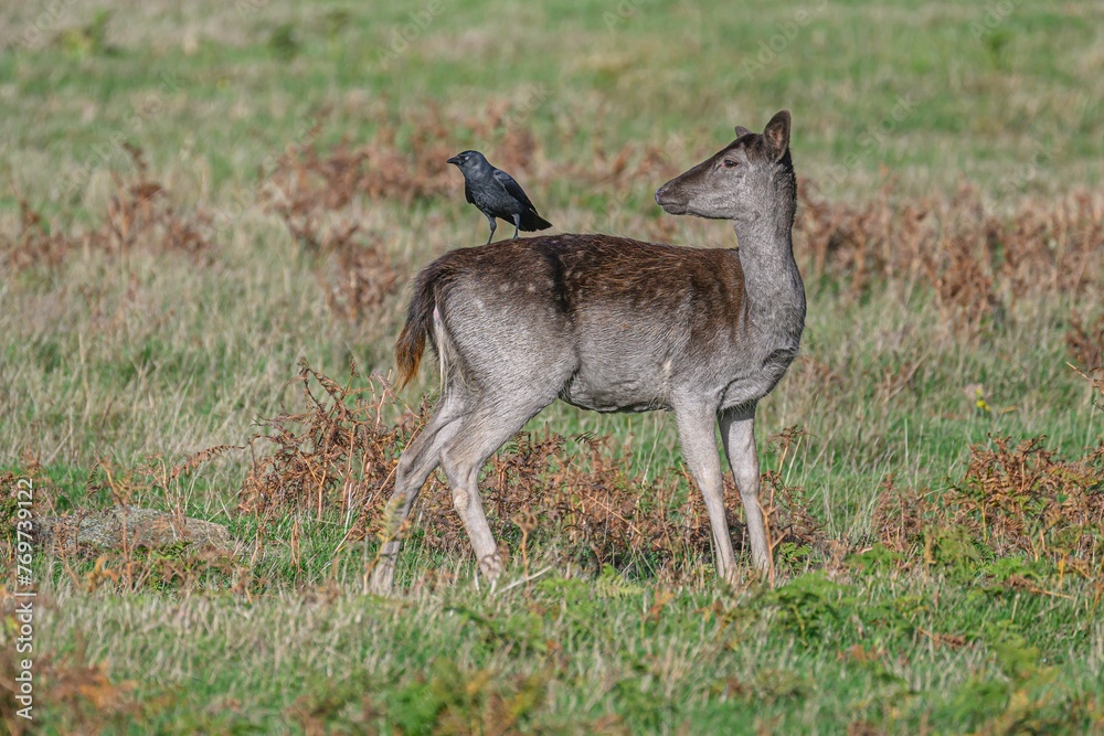 Small bird perched atop a wild deer grazing in a lush, grassy field Small bird perched atop a wild deer grazing in a lush, grassy field
