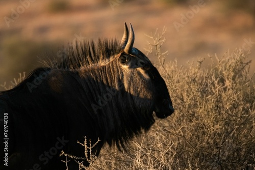 Closeup of a wildebeest standing at sunset in Kalahari Desert in South Africa