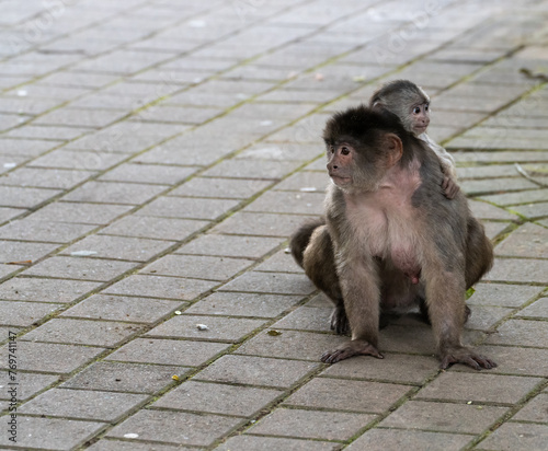 Une mère singe capucin porte son bébé sur son dos dans la rue de Puerto Misahualli, en Equateur. photo