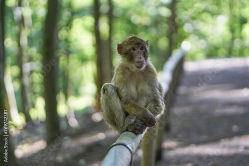 Curious brown-furred monkey perched on a wooden rail surrounded by a lush, wooded area.