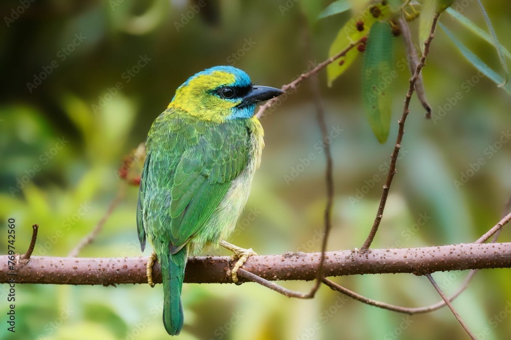 Fototapeta premium Golden-naped barbet perched on a brown tree branch with lush green foliage in the background