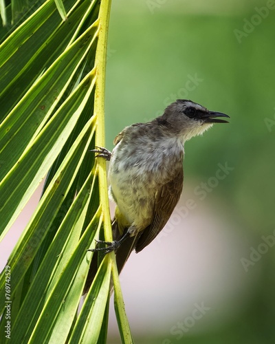 Yellow-vented bulbul (Pycnonotus goiavier) perched atop a large green palm tree leaf photo