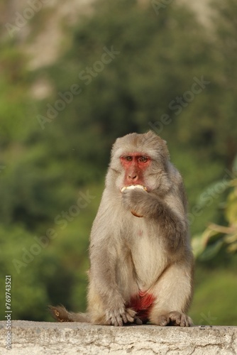 a monkey sitting on the edge of a wall in front of some trees © Wirestock