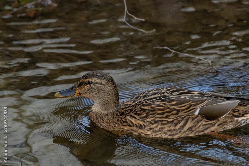 Obraz premium A cute Duck in the Water in Southern Germany