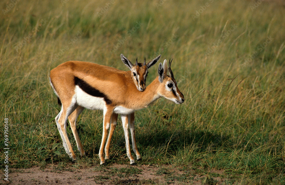Gazelle de Thomson, femelle et jeune, Gazella leucoceros, Kenya