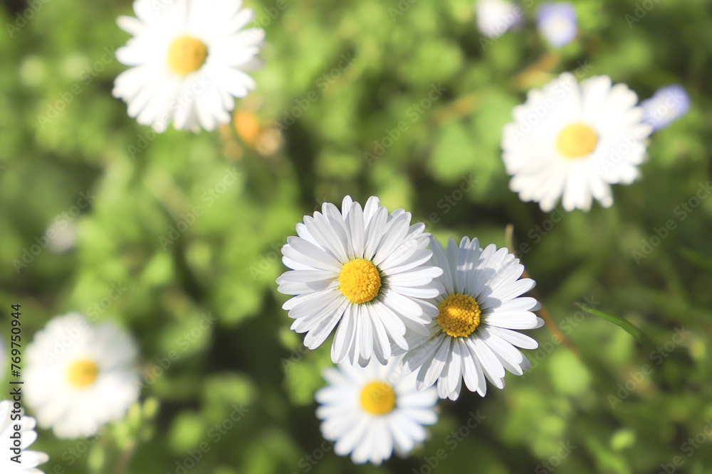 daisies in the garden. Daisy flowers on green grass, close up. Floral background