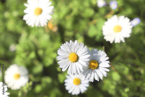 daisies in the garden. Daisy flowers on green grass  close up. Floral background