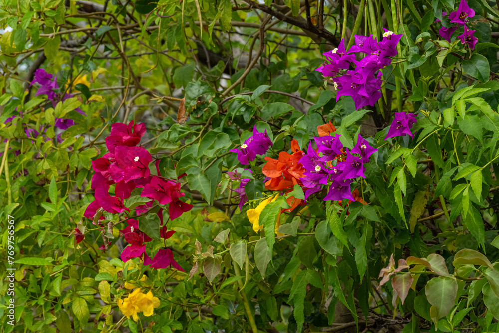Fototapeta premium Colorful flowers in Nassau.