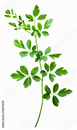 Fresh green leaves branch isolated on white  Suitable for botanical designs
