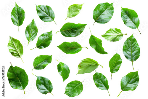 Variety of fresh green leaves isolated on transparent background