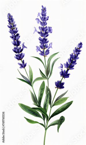 Lavender Flowers Isolated on White Background  Perfect for Poster  Cards and Pattern