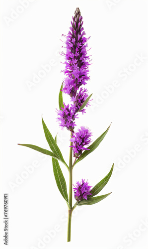 Purple liatris flower isolated on white background, Perfect for Poster, Greeting Cards, Pattern Designs and background © MAJGraphics