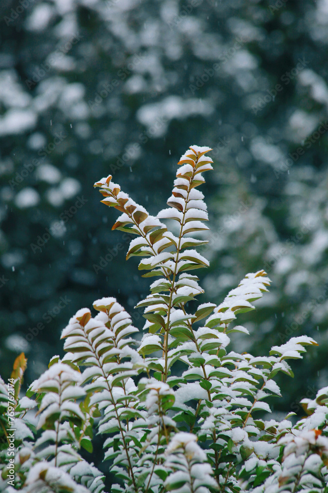 Frost Snow Flower In Winter