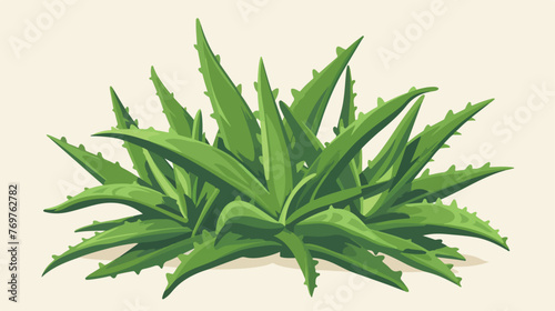 Aloe Vera Succulent Plant with Thick Leaves as Medi