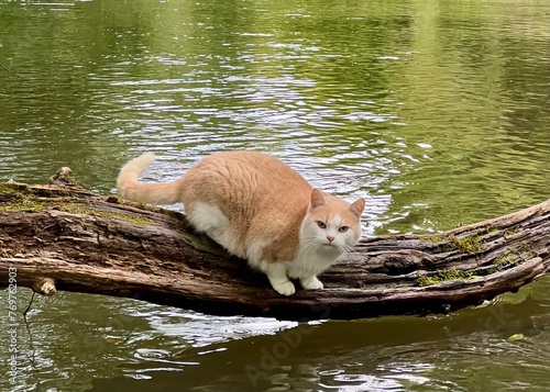 Red and white cat sits on a tree above the water