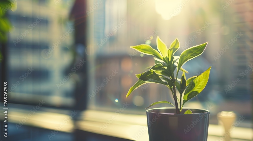 A potted plant sits on a table in a room with sunlight streaming in A potted plant sits on a table in a room with sunlight streaming in