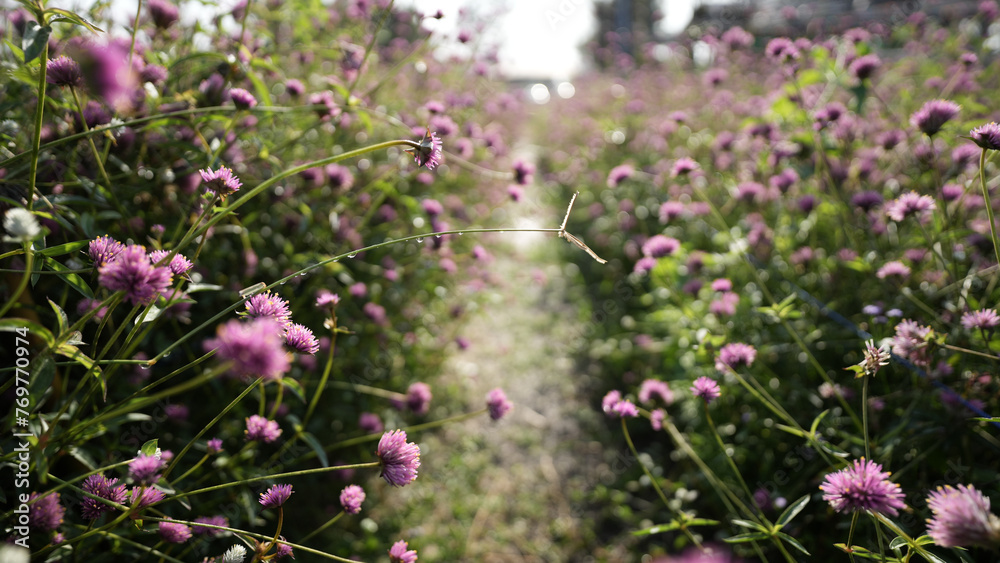 gomphrena firework flower in flower field