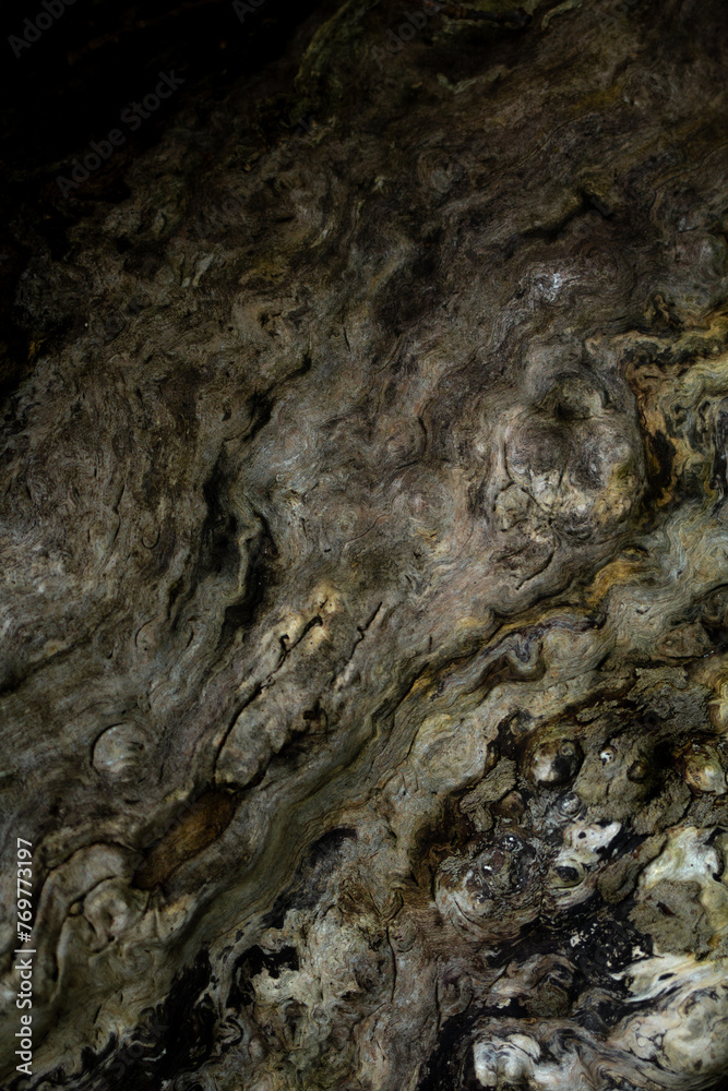 Detailed texture of a tree trunk Detailed texture of a tree trunk