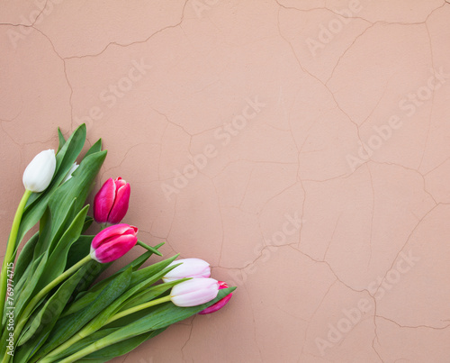 Tulips on a pink background. White, pink tulips. (ID: 769774715)