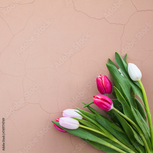 Tulips on a pink background. White, pink tulips. (ID: 769774749)