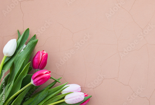 Tulips on a pink background. White, pink tulips. (ID: 769774965)