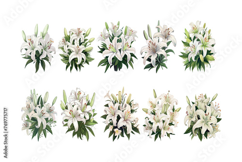 Set of white lily tropical flowers collection