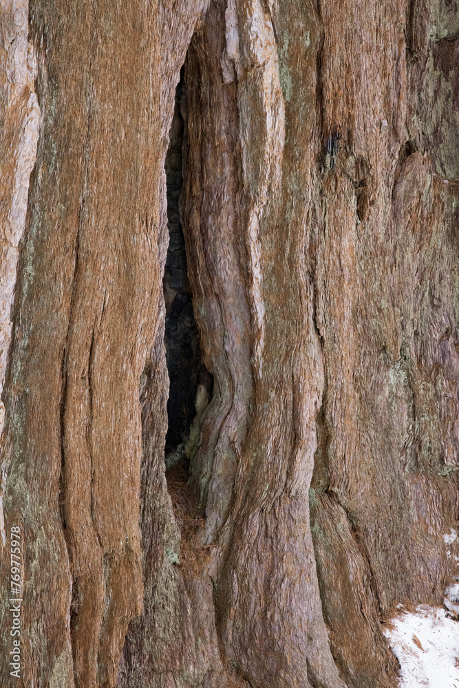 Abstraction in Redwood Bark Abstraction in Redwood Bark