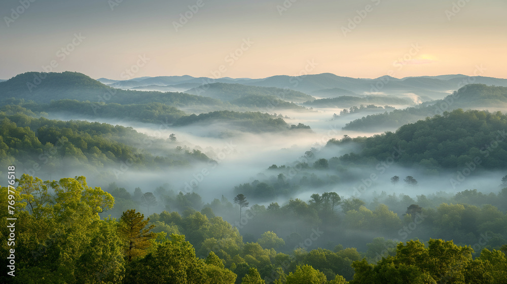 Obraz premium Green fir forest.