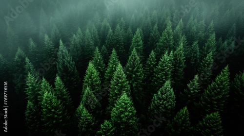 Green fir forest.