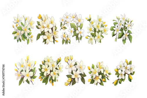Set of Winter Jasmine flowers collection